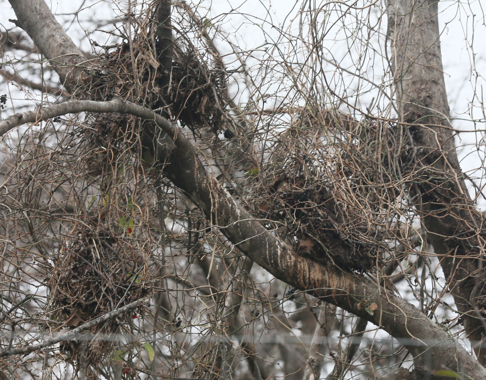 Bellmead Egrets
